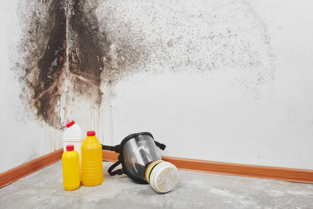 Professional Mold Remediation in Town Line, NY