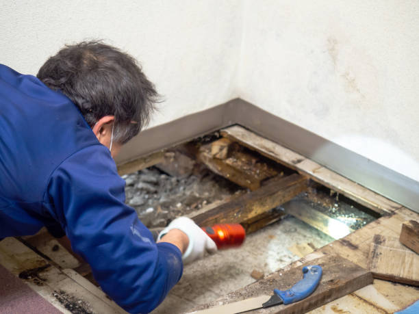 Best Black Mold Remediation in Town Line, NY