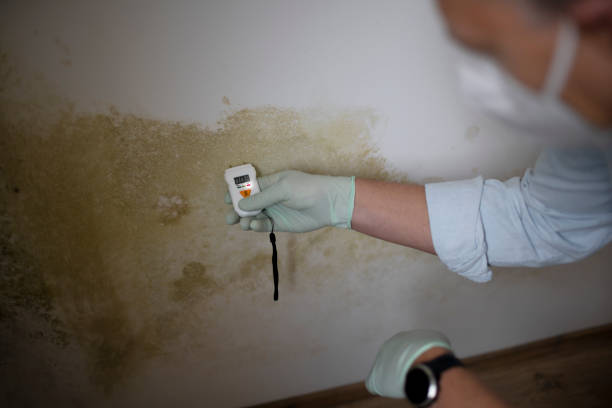 Best Crawl Space Mold Remediation in Town Line, NY