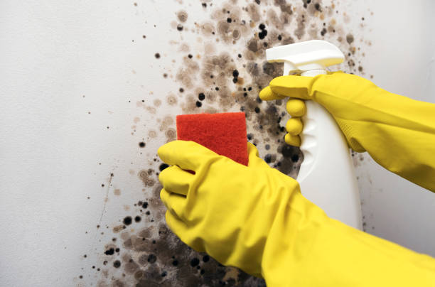 Best Post-Flood Mold Remediation in Town Line, NY