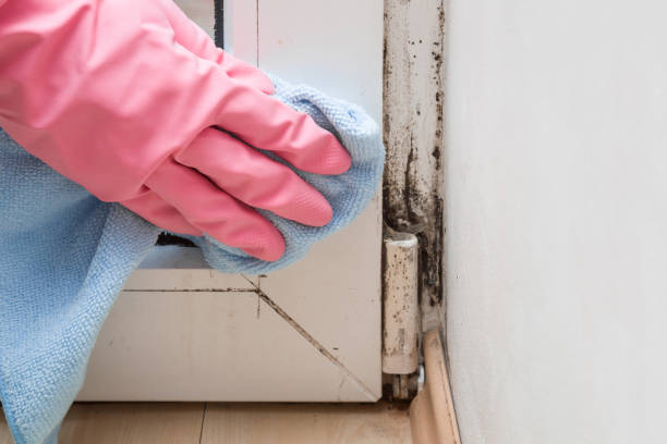 Best Mold Testing and Inspection Services in Town Line, NY